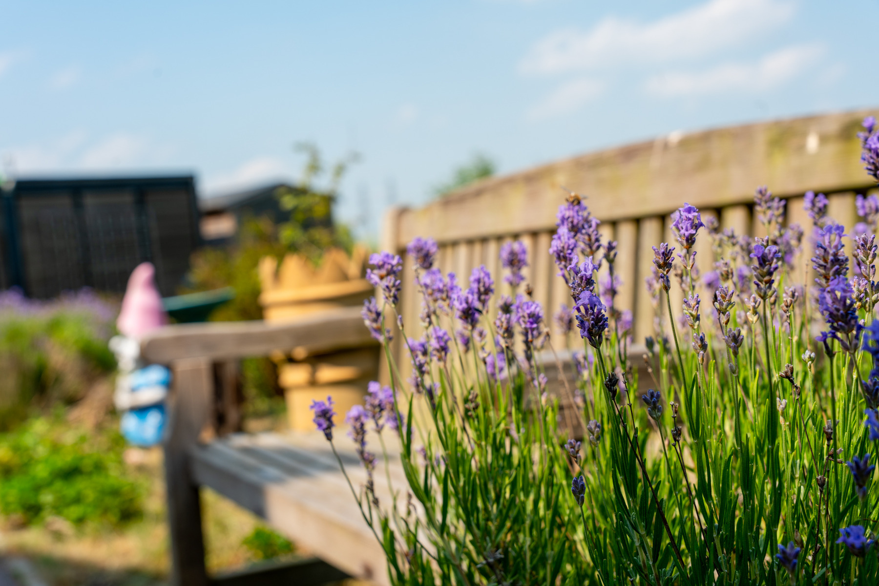 Lavender flowers in spring garden beside wooden garden bench at Henley House in Ipswich