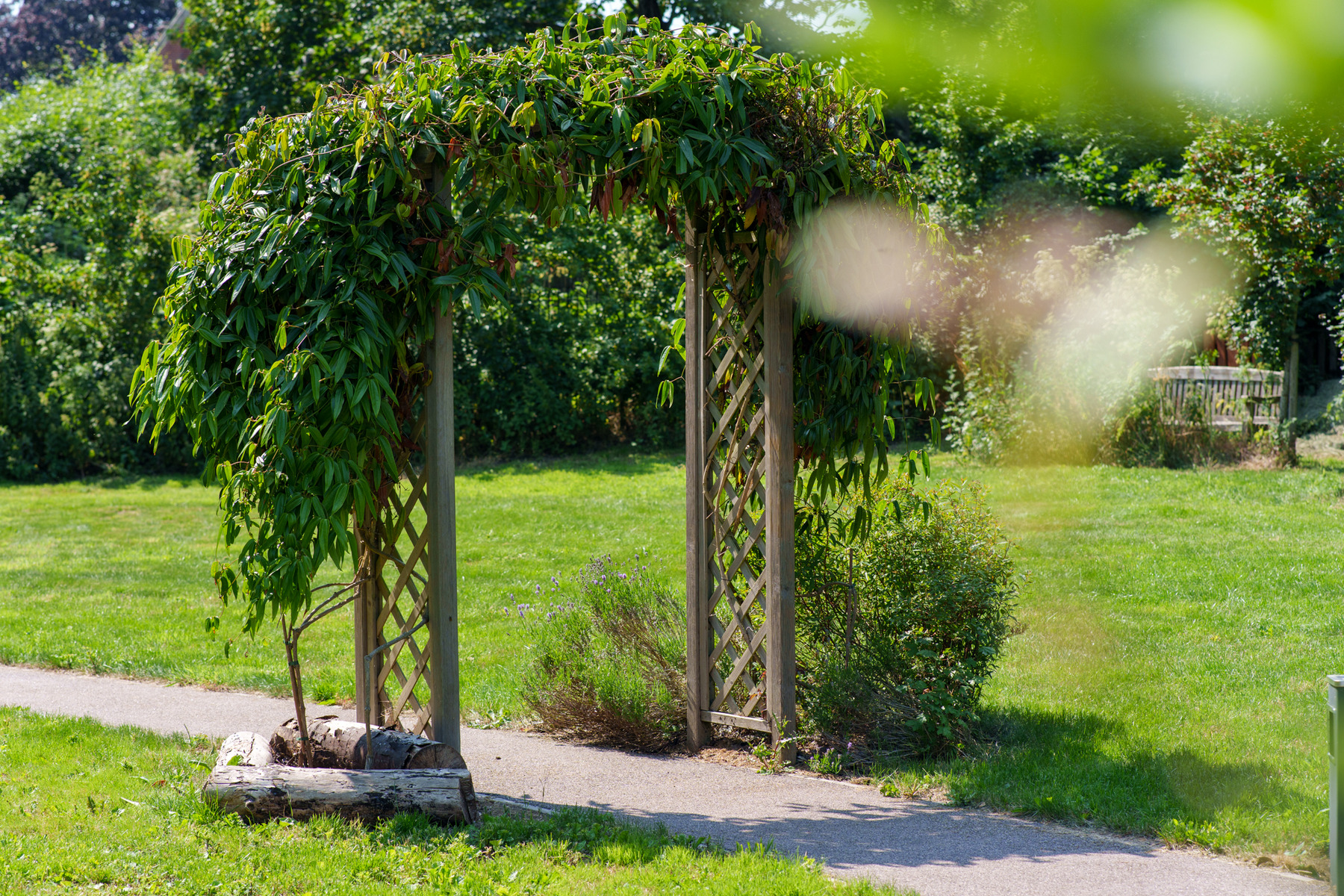Garden trellis arch with lush green leaves in sunny gardens of Henley House in Ipswich
